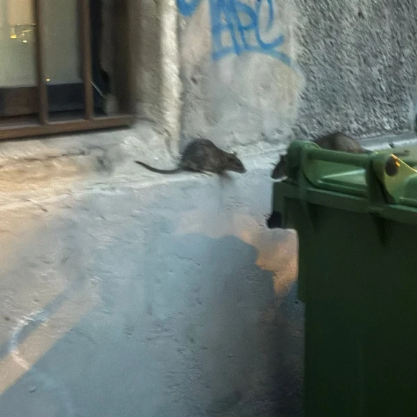 initiative